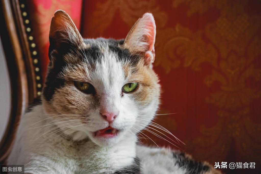 猫咪磨牙铲屎官要注意了,当出现以牙磨牙的情况时,要注意这5点!(图21)