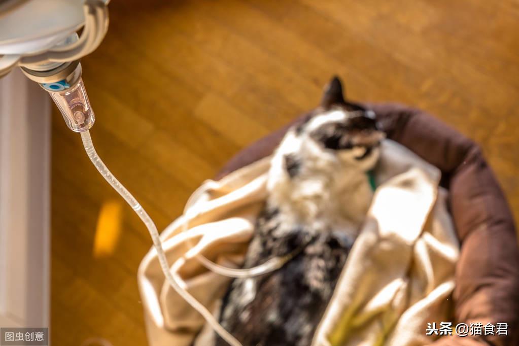 猫咪磨牙铲屎官要注意了,当出现以牙磨牙的情况时,要注意这5点!(图22)