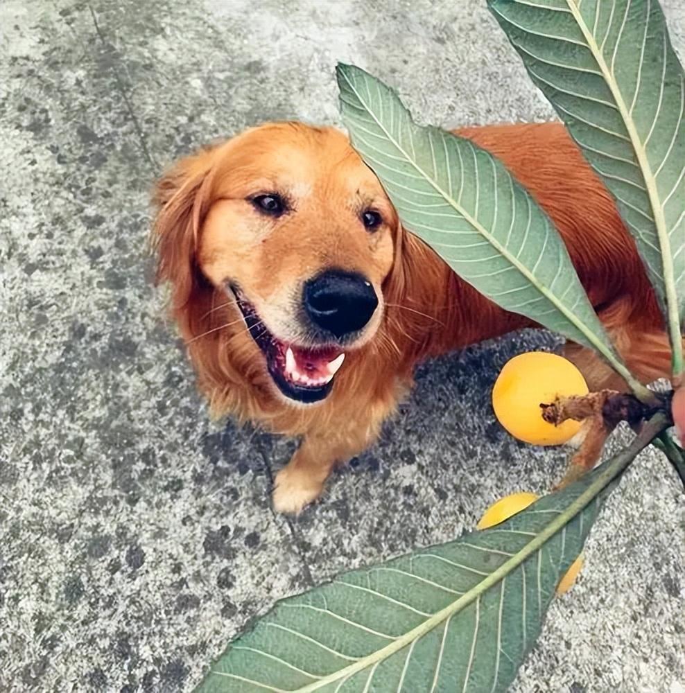 狗狗有哪些食物是不能吃的?盘点狗狗不能吃的食物与喂食小误区(图1)