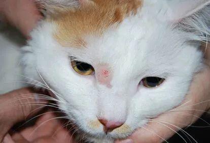 人感染猫癣怎么办?如何判断是否患有猫癣?消灭猫癣不得不知的方法(图2)