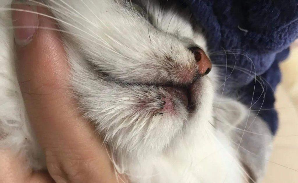 人感染猫癣怎么办?如何判断是否患有猫癣?消灭猫癣不得不知的方法(图4)