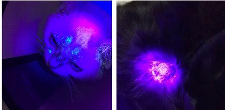 人感染猫癣怎么办?如何判断是否患有猫癣?消灭猫癣不得不知的方法(图6)