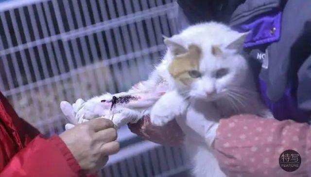 人感染猫癣怎么办?如何判断是否患有猫癣?消灭猫癣不得不知的方法(图8)