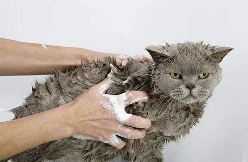 人感染猫癣怎么办?如何判断是否患有猫癣?消灭猫癣不得不知的方法(图7)