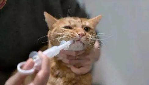 人感染猫癣怎么办?如何判断是否患有猫癣?消灭猫癣不得不知的方法(图9)