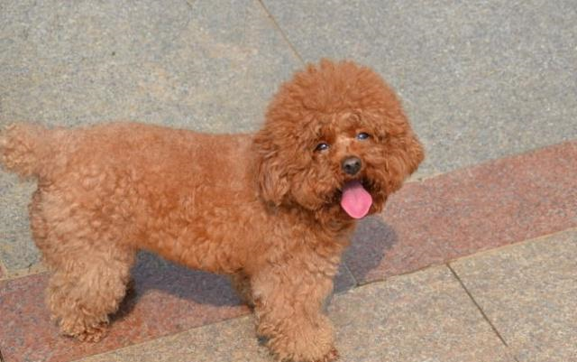 你家泰迪纯吗?如何判断泰迪纯不纯?关键看这5点(图1)