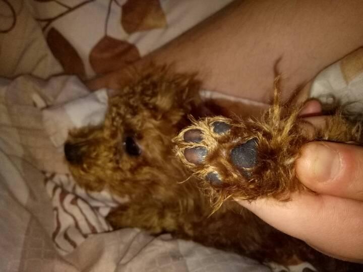 你家泰迪纯吗?如何判断泰迪纯不纯?关键看这5点(图3)