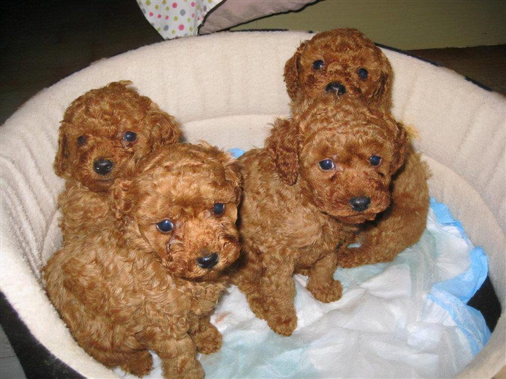 你家泰迪纯吗?如何判断泰迪纯不纯?关键看这5点(图2)