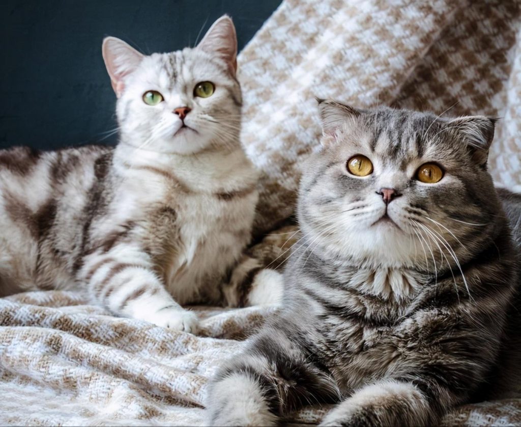 你会分辨猫咪的性别吗?教你这几个判断方法(图1)