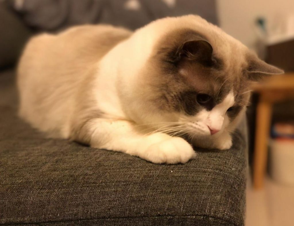 你会分辨猫咪的性别吗?教你这几个判断方法(图3)