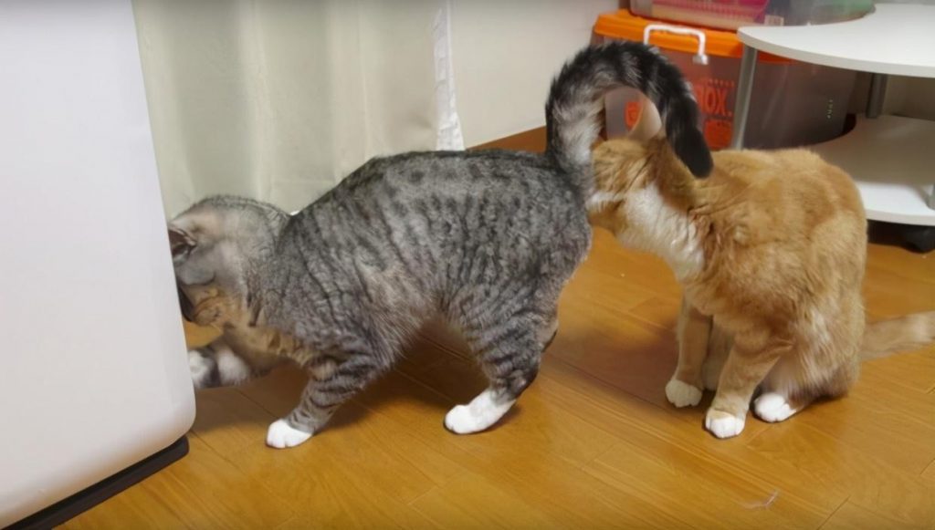 你会分辨猫咪的性别吗?教你这几个判断方法(图5)