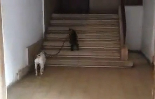 宠物猫为主人全权代劳 每天帮助遛狗(图1)