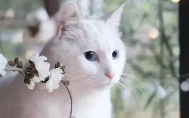 猫咪走丢了怎么办?这些办法一定要去做,找回的可能性非常大(图1)