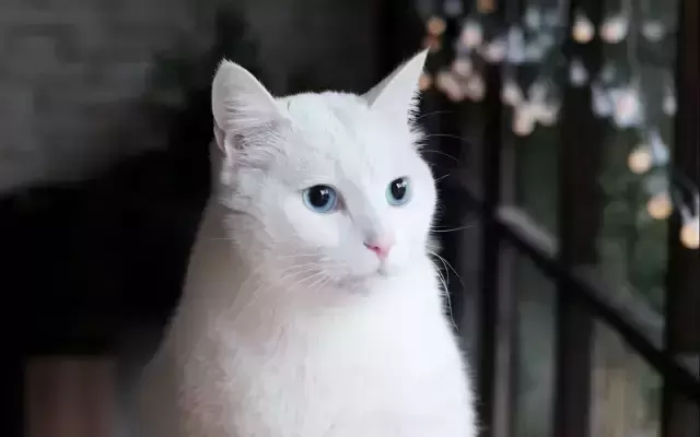 猫咪走丢了怎么办?这些办法一定要去做,找回的可能性非常大(图6)