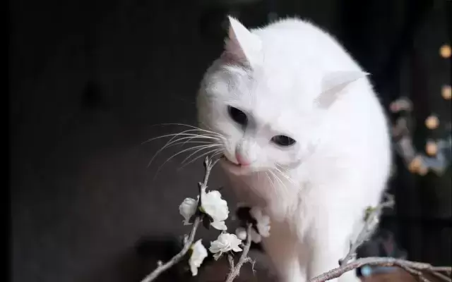 猫咪走丢了怎么办?这些办法一定要去做,找回的可能性非常大(图5)