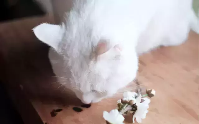 猫咪走丢了怎么办?这些办法一定要去做,找回的可能性非常大(图8)