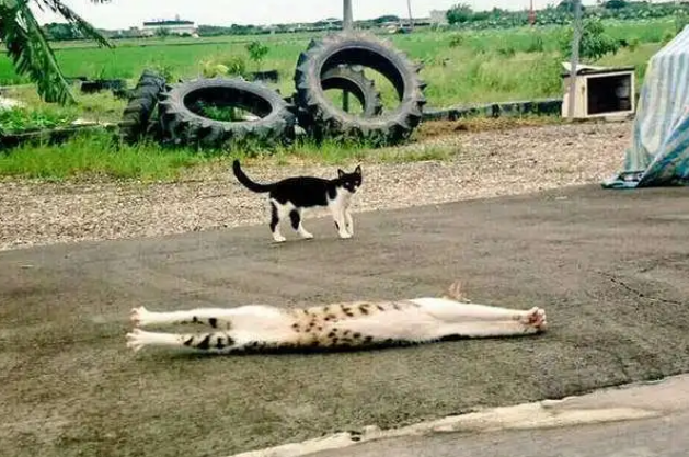 路上看见一只猫觉得它身体好长,网友们又拿来恶搞,根本就不科(图1)