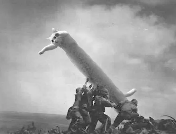 路上看见一只猫觉得它身体好长,网友们又拿来恶搞,根本就不科(图2)