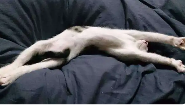 路上看见一只猫觉得它身体好长,网友们又拿来恶搞,根本就不科(图4)