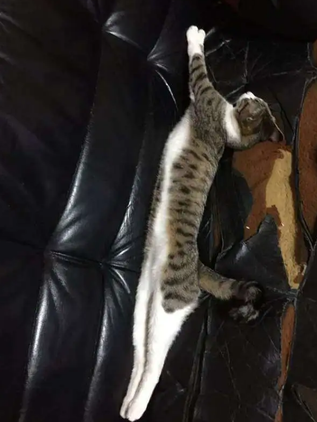 路上看见一只猫觉得它身体好长,网友们又拿来恶搞,根本就不科(图5)