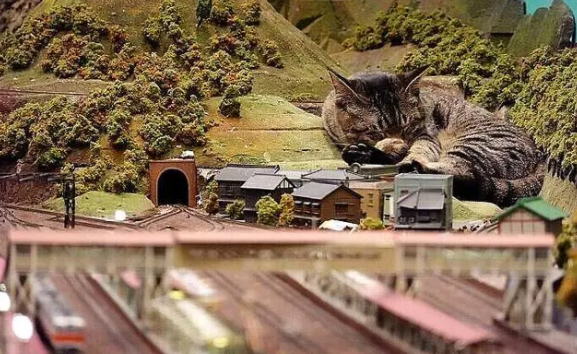 因疫情差点关门,老板收养猫咪后,有了变化(图1)