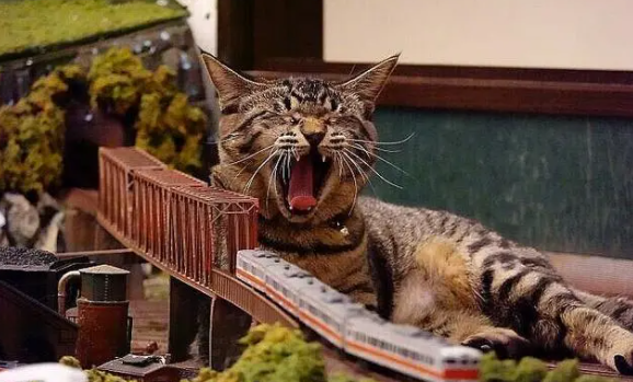 因疫情差点关门,老板收养猫咪后,有了变化(图2)