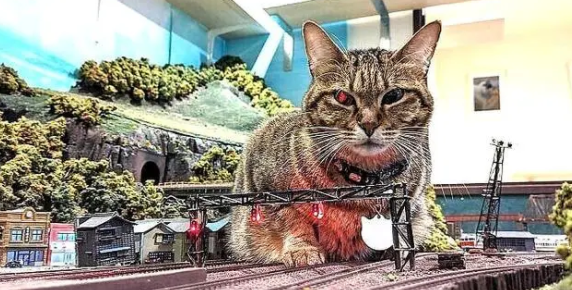 因疫情差点关门,老板收养猫咪后,有了变化(图4)