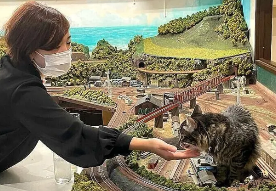 因疫情差点关门,老板收养猫咪后,有了变化(图5)