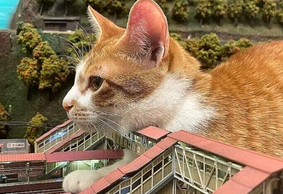 因疫情差点关门,老板收养猫咪后,有了变化(图9)