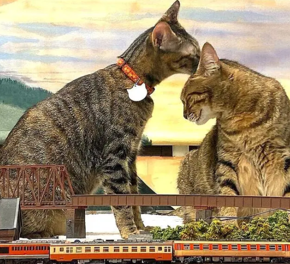 因疫情差点关门,老板收养猫咪后,有了变化(图6)