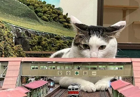 因疫情差点关门,老板收养猫咪后,有了变化(图8)