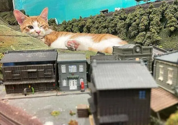 因疫情差点关门,老板收养猫咪后,有了变化(图7)