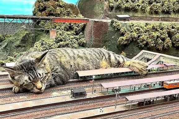 因疫情差点关门,老板收养猫咪后,有了变化(图10)