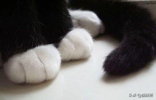 脚毛对猫有用吗?猫咪究竟需不需剃脚毛?如何正确修剪?(图1)