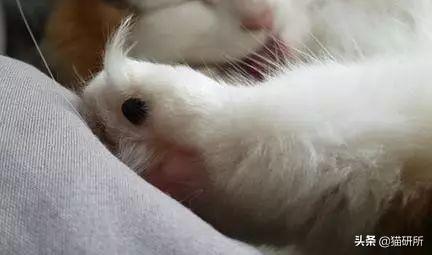 脚毛对猫有用吗?猫咪究竟需不需剃脚毛?如何正确修剪?(图3)
