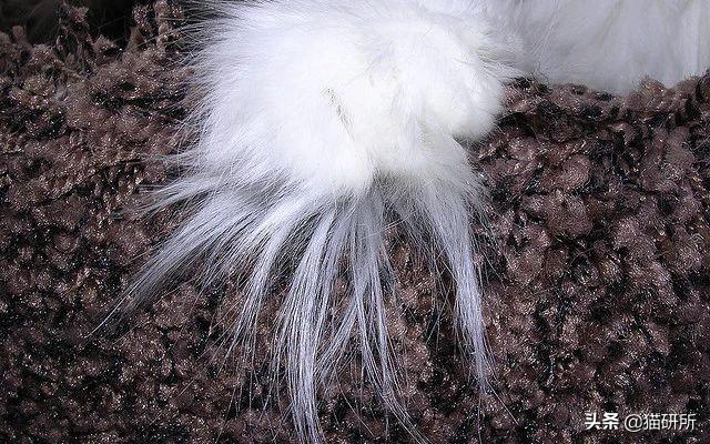 脚毛对猫有用吗?猫咪究竟需不需剃脚毛?如何正确修剪?(图5)