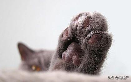 脚毛对猫有用吗?猫咪究竟需不需剃脚毛?如何正确修剪?(图6)