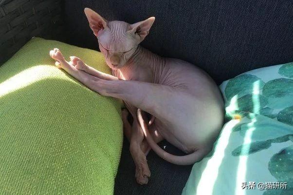 脚毛对猫有用吗?猫咪究竟需不需剃脚毛?如何正确修剪?(图7)