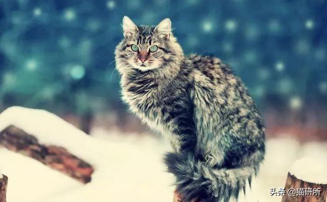 脚毛对猫有用吗?猫咪究竟需不需剃脚毛?如何正确修剪?(图10)