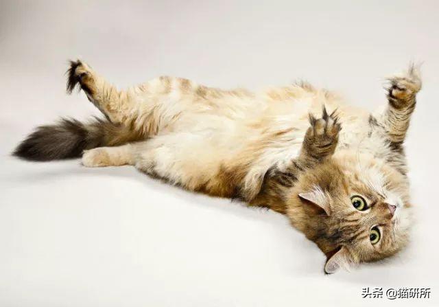 脚毛对猫有用吗?猫咪究竟需不需剃脚毛?如何正确修剪?(图11)