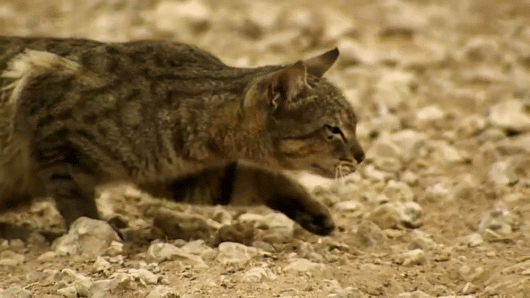 脚毛对猫有用吗?猫咪究竟需不需剃脚毛?如何正确修剪?(图13)