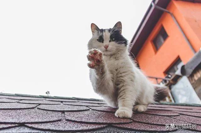 脚毛对猫有用吗?猫咪究竟需不需剃脚毛?如何正确修剪?(图14)