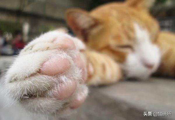 脚毛对猫有用吗?猫咪究竟需不需剃脚毛?如何正确修剪?(图17)