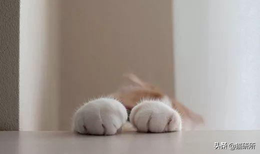 脚毛对猫有用吗?猫咪究竟需不需剃脚毛?如何正确修剪?(图23)