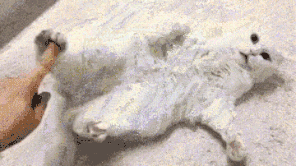 脚毛对猫有用吗?猫咪究竟需不需剃脚毛?如何正确修剪?(图25)