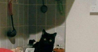 下班发现猫咪消失,发现时主人笑出了声(图2)