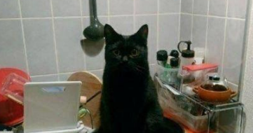 下班发现猫咪消失,发现时主人笑出了声(图1)