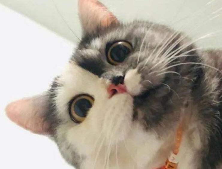 女子养了只猫咪,随后竟发现它有两副面孔(图2)