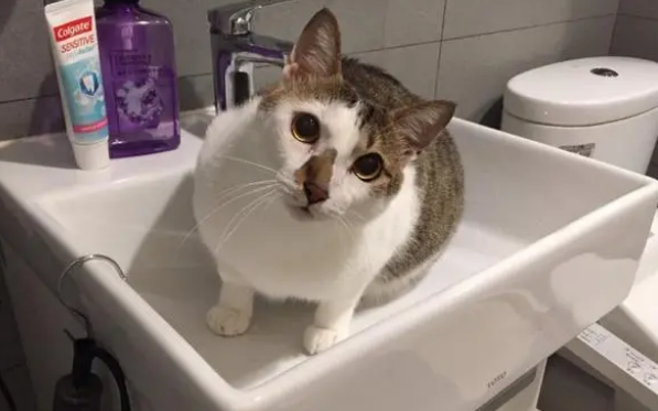 猫咪叼起主人衣角就走,他哭笑不得爬着配合(图1)