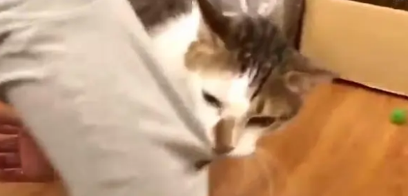 猫咪叼起主人衣角就走,他哭笑不得爬着配合(图2)